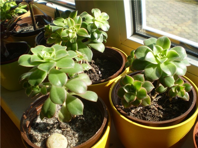 aeonium